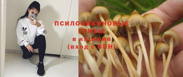 прущие грибы Беломорск